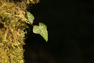 Lierre sur fond noir