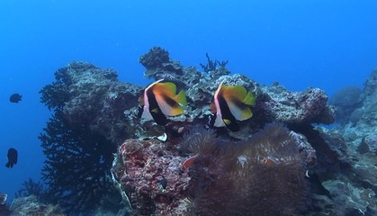 scuba diver and coral