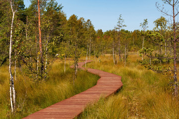 Fototapeta na wymiar Ecological trail - wooden walkways laid in the swamp, reserve 