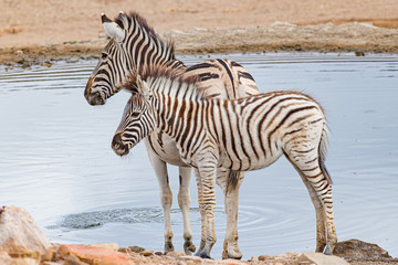 Fototapeta na wymiar Zebra Family