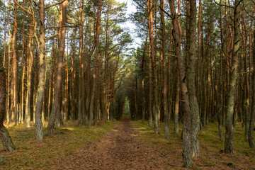 Pine forest with curved trunks, mystical pine forest, Curonian spit, Kaliningrad region, Russia