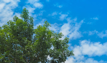 blue sky with tree on sunny day