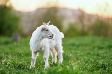 Obraz premium white goat on a meadow