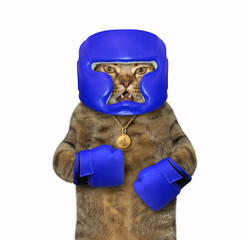 The cat boxer is dressed in a boxing blue helmet and gloves. White background. Isolated.
