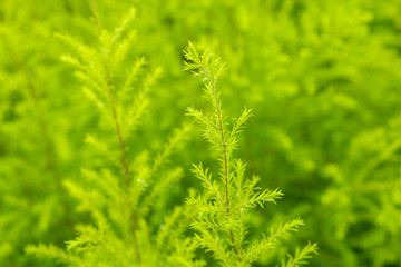 Beautiful green and yellow leaves