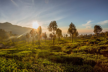 Beautiful green tea plantation in Sri Lanka