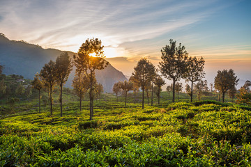  Beautiful green tea plantation in Sri Lanka - obrazy, fototapety, plakaty