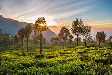 Foto op Aluminium  Beautiful green tea plantation in Sri Lanka © panifuzja