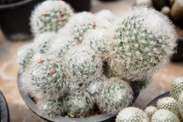 cactus in pot