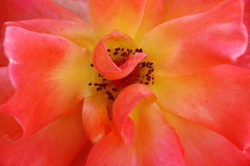 Petals of the revealed flower of a rose create a bright background from pink, orange and yellow tones.