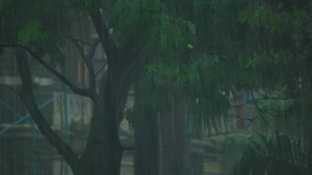Amazing closeup of heavy rain falling down in the street in autumn or splashing in the park.