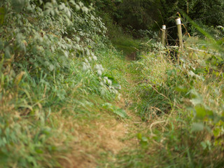 Pfad - Wanderwege im Hunsrück