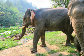 Fototapeta na wymiar Asiatic Elephants in Thailand