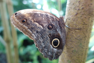 78465 Mainau