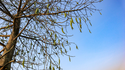 Blue sky that is in the natural state of Indonesia