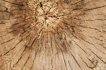 Tree trunk with annual rings