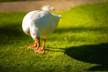 White goose over green grass
