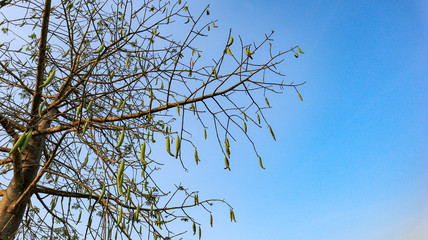 Blue sky that is in the natural state of Indonesia