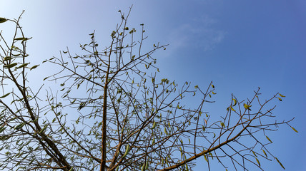 Beautiful sky view in the Indonesian village