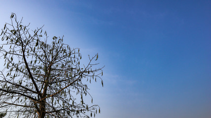 Blue sky that is in the natural state of Indonesia