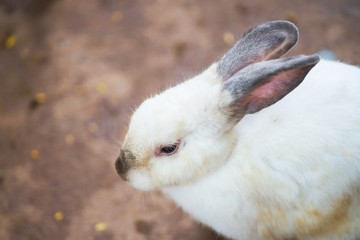 Close Up A White Rabbit On The Ground at farm