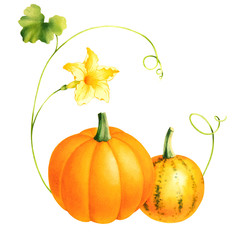 Pair of pumpkins with vine, flower and leaves. Isolated watercolor drawing of squash. Colorful seasonal vegetables.