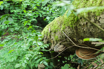 Bracket fungus and moss on fallen tree