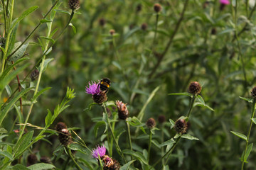 Bumblebee on pink thistle flower