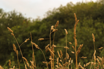 Golden sprigs on tree background