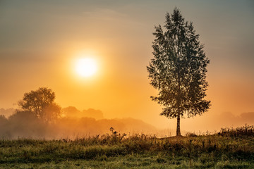 Naklejka na ściany i meble Golden hour after sunrise at the misty riverside with the lonely birch tree. Travel destination Russia, Moscow Region