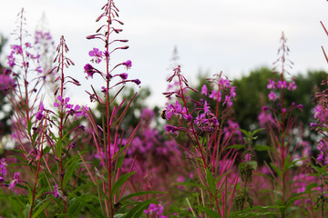 Pink flower field with bee