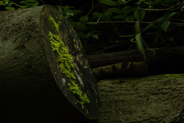 Moss growing on sawed log