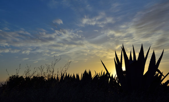 Backlit agave plants in foreground and sky with clouds at sunrise