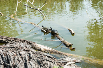 Turtles stretched out in the sun