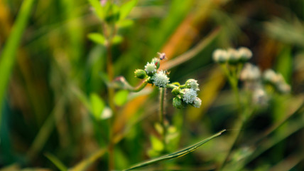 Leaves that are seen from close to green