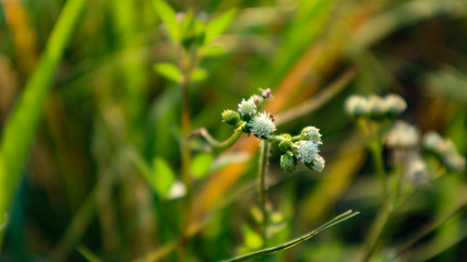 Leaves that are seen from close to green