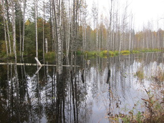 Taiga