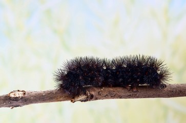 Giant Leopard Moth caterpillar (Hypercompe scribonia) crawling along a thin oak tree branch with a soft nature background. It is a variety of Woolly Bear caterpillar with orange or red bands.