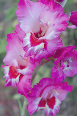 Pink gladiolus flower grows in the garden in summer
