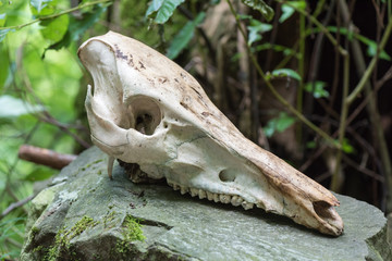 Wild boar skull