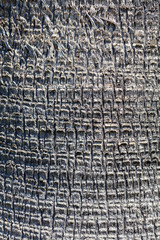 Texture of the bark of an old palm tree, background, closeup.