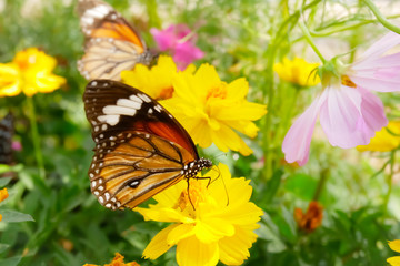 butterfly on flower