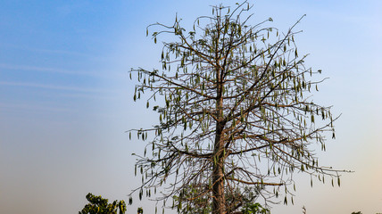 Blue sky that is in the natural state of Indonesia
