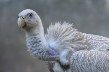 Allphotokz Eagle 20190613 1159 D810