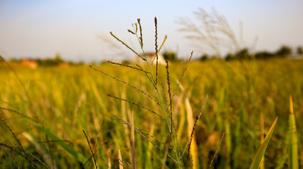 Fototapeta premium Beautiful views of the sky and rice fields in the Indonesian village