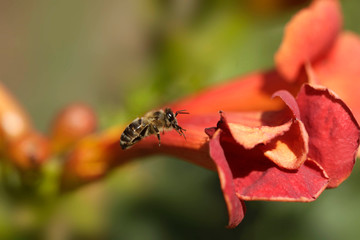 bee flying over red flower