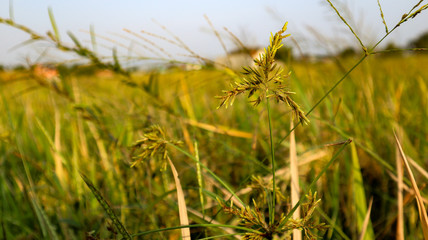 Beautiful views of the sky and rice fields in the Indonesian village