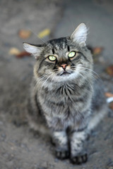 portrait of striped street cat