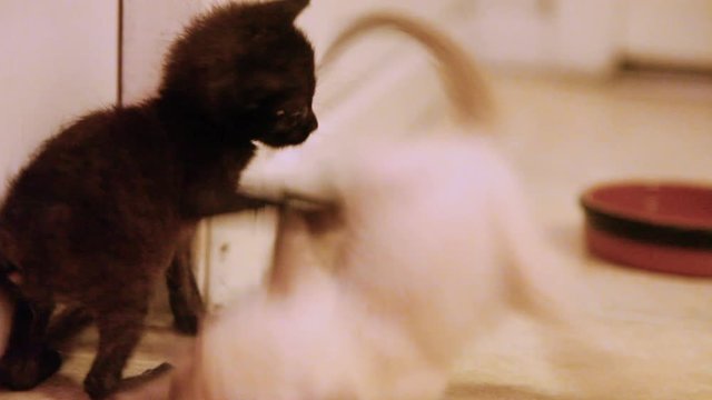 Two rescued feral kittens start to feel well enough to play and wrestle around. They are sickly and have feline herpes, parasites, and fleas but are on the mend.
