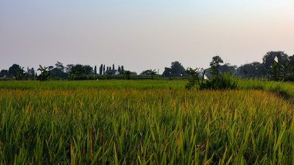 Beautiful views of the sky and rice fields in the Indonesian village